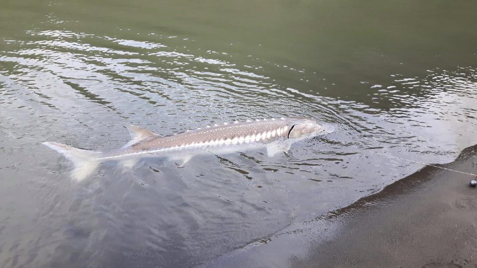 sturgeon-fraser-river